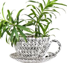 Ceramic Cup Saucer Planter Pot