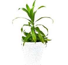 Offwhite Ceramic Bucket Planter