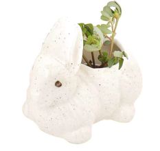 Ceramic  White Hand Crafted Miniatures Rabbit Flower Pots