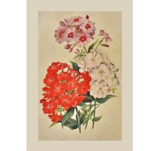 Handpainted Bunch Of Flowers Image