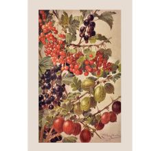 Fruits Of Summer Image Poster