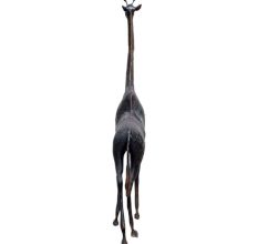 BrassÂ Giraffe Animal Statue In Black Finish