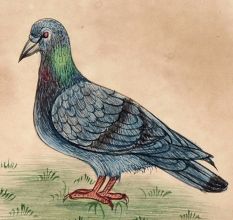 Miniature Pigeon Watercolor Bird  Painting Wall Art