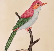Colorful Cute Bird Miniature Watercolor Painting