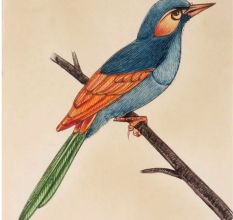 Miniature Colorful Bird Watercolor Canvas Painting
