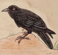 The Wise Crow Miniature Watercolor Painting