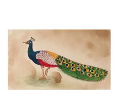 Peacock Watercolor Painting Botanical Art