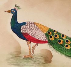 Peacock Watercolor Painting Botanical Art