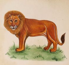 Miniature Watercolor Painting Of Majestic King of the Animal Kingdom