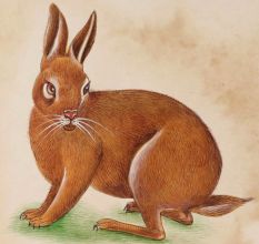 Brown Rabbit Canvas Water Color Painting