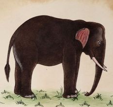 Watercolor Painting Of An Indian Elephant