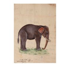 Indian Elephant Watercolor Painting