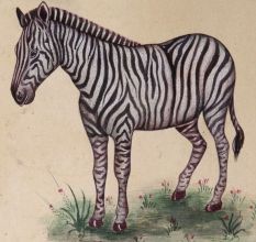 Zebra Unframed Watercolor Painting