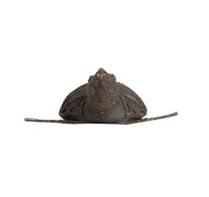 Brass Turtle Statue for Home Decoration