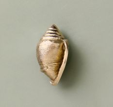 Golden Brass Conch Shell Drawer Knob
