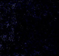 Modern Navy Blue Shaggy Rug