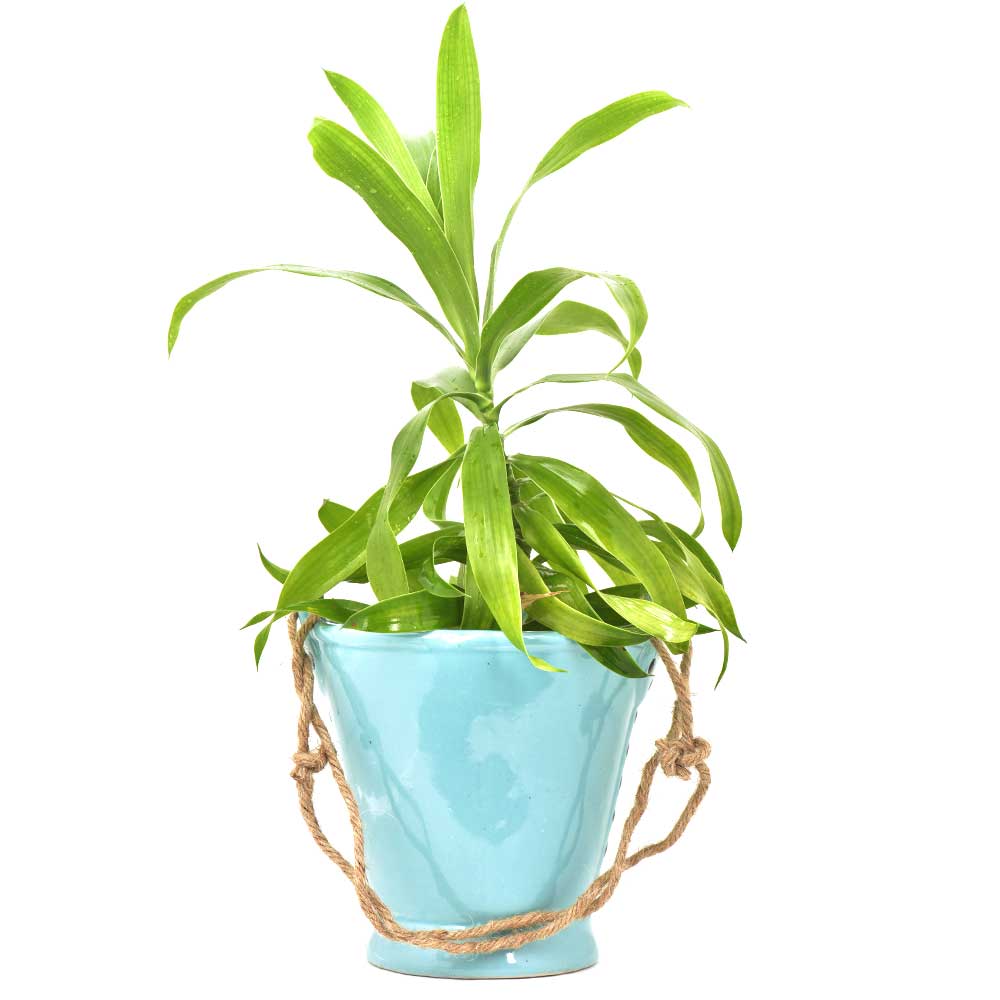 Blue Handcrafted Ceramic Planter