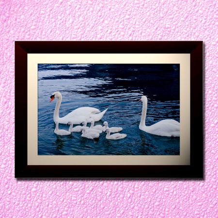 Floating Swans Family Wall Painting