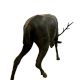 Life Size Bronze Deer