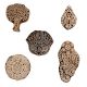 Set of 5 Piece New Mix Wooden Printing Blocks