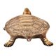 Brass Turtle Figurine Home DÃ©cor Gifting Statue