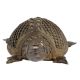 Brass Tribal Turtle Tortoise Statue