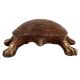 Brass Tortoise Figurine For Good Luck