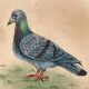 Miniature Pigeon Watercolor Bird  Painting Wall Art