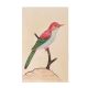 Colorful Cute Bird Miniature Watercolor Painting