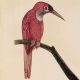 Pink Bird On Branch Miniature Painting