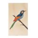Miniature Colorful Bird Watercolor Canvas Painting