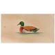 Miniature Wild Duck In Water Watercolor Painting