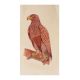 Miniature Wildlife Eagle Bird Watercolor Painting