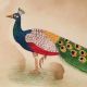 Peacock Watercolor Painting Botanical Art