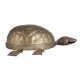 Embellished Brass Turtle Figurine For Decor